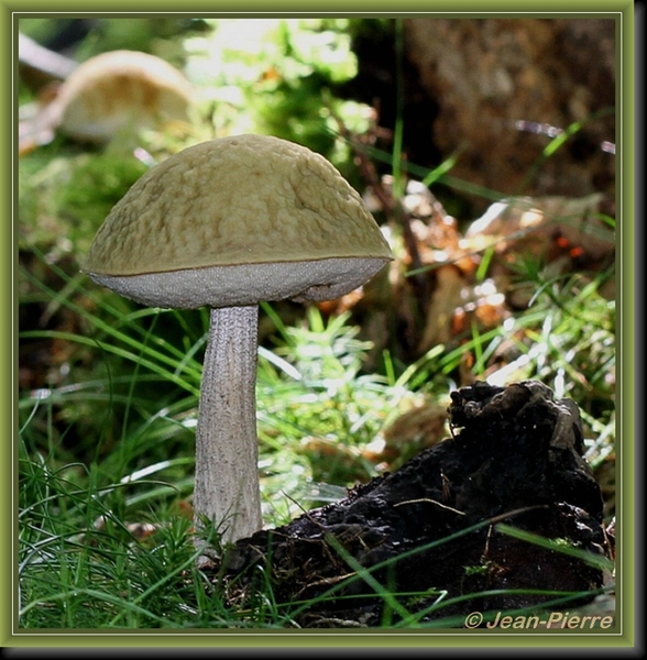 Bruingrijze berkenboleet - Leccinum brunneogriseolum  IMG-6150