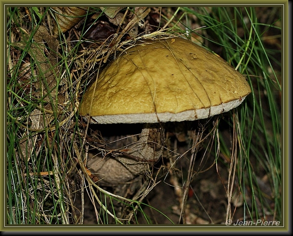 Bruingrijze berkenboleet - Leccinum brunneogriseolum IMG-6141