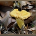 Gewone hanenkam - Cantharellus cibarius IMG-5706