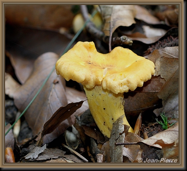 Gewone hanenkam - Cantharellus cibarius IMG-5706