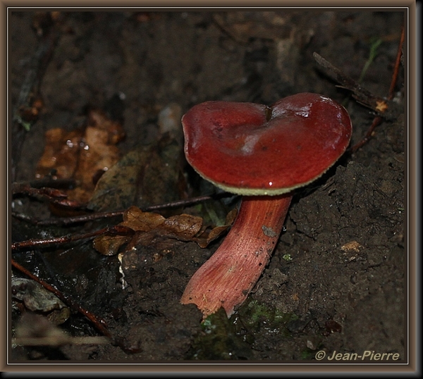 Rode boleet spec. - Boletus rubellus spec. IMG-5211