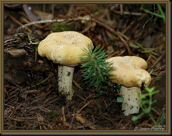 Gele ridderzwam - Tricholoma equestre IMG-5188