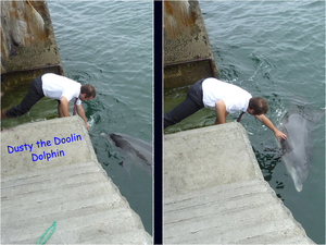 The Bottlenose Dolfin knows as Dusty or Mara