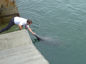 The Bottlenose Dolfin knows as Dusty or Mara