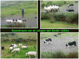 Schapen bijeen drijven