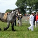 Trekpaarden-1 september-Roeselare-2013