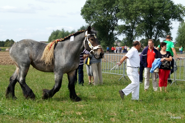 Trekpaarden-1 september-Roeselare-2013