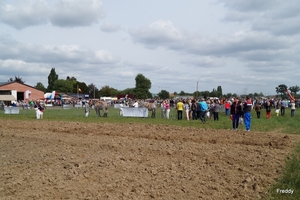 Trekpaarden-1 september-Roeselare-2013