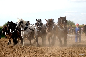 Trekpaarden-1 september-Roeselare-2013