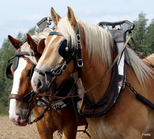 Trekpaarden-1 september-Roeselare-2013