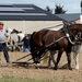 Trekpaarden-1 september-Roeselare-2013