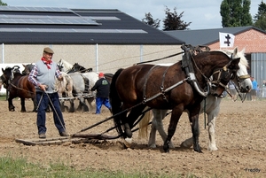 Trekpaarden-1 september-Roeselare-2013