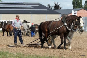 Trekpaarden-1 september-Roeselare-2013