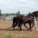 Trekpaarden-1 september-Roeselare-2013