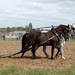 Trekpaarden-1 september-Roeselare-2013