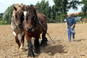 Trekpaarden-1 september-Roeselare-2013