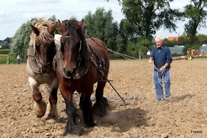 Trekpaarden-1 september-Roeselare-2013