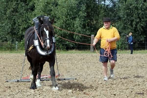 Trekpaarden-1 september-Roeselare-2013