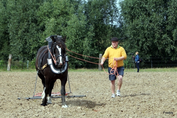 Trekpaarden-1 september-Roeselare-2013