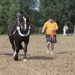 Trekpaarden-1 september-Roeselare-2013