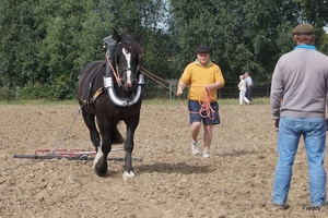 Trekpaarden-1 september-Roeselare-2013