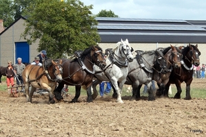 Trekpaarden-1 september-Roeselare-2013