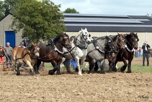 Trekpaarden-1 september-Roeselare-2013