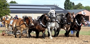 Trekpaarden-1 september-Roeselare-2013