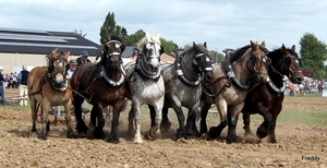 Trekpaarden-1 september-Roeselare-2013