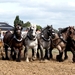 Trekpaarden-1 september-Roeselare-2013