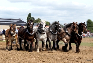 Trekpaarden-1 september-Roeselare-2013