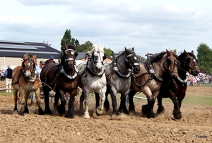 Trekpaarden-1 september-Roeselare-2013