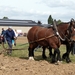 Trekpaarden-1 september-Roeselare-2013