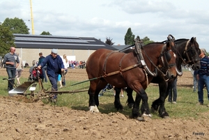 Trekpaarden-1 september-Roeselare-2013