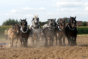 Trekpaarden-1 september-Roeselare-2013