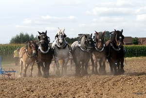 Trekpaarden-1 september-Roeselare-2013