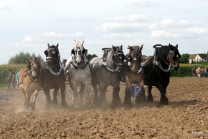 Trekpaarden-1 september-Roeselare-2013