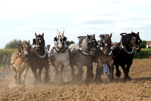 Trekpaarden-1 september-Roeselare-2013