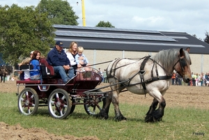 Trekpaarden-1 september-Roeselare-2013