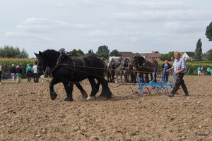 Trekpaarden-1 september-Roeselare-2013