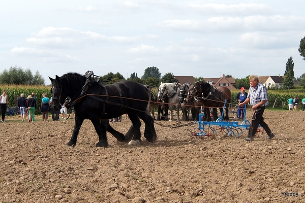 Trekpaarden-1 september-Roeselare-2013