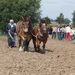 Trekpaarden-1 september-Roeselare-2013