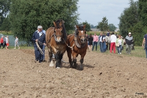 Trekpaarden-1 september-Roeselare-2013