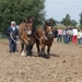 Trekpaarden-1 september-Roeselare-2013