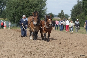 Trekpaarden-1 september-Roeselare-2013