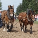 Trekpaarden-1 september-Roeselare-2013