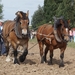 Trekpaarden-1 september-Roeselare-2013