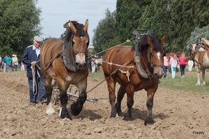 Trekpaarden-1 september-Roeselare-2013