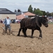 Trekpaarden-1 september-Roeselare-2013