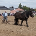 Trekpaarden-1 september-Roeselare-2013